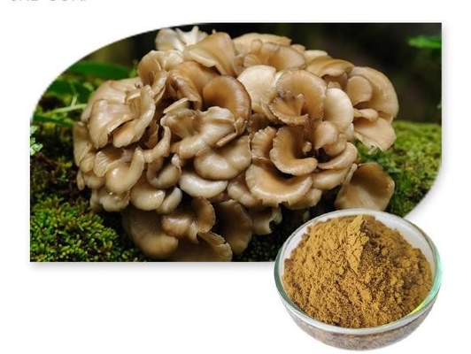 Factory Supply maitake mushroom extract Powder 10:1 30%~50% Polysaccharides UV