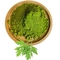 100% Pure natural mugwort powder wormwood leaf extract