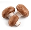 High Quality Cheap Plant Shiitake Mushroom Extract Powder WHOLESALE PRICE