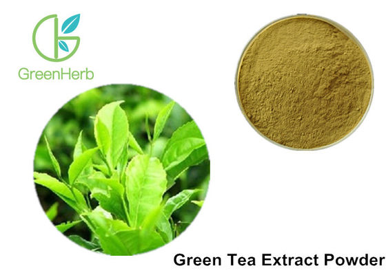 100% reines grüner Tee-Auszug-Pulver-anti- Bakterien für Kosmetik/Nahrung